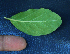  ( - BioBot02357)  @11 [ ] CreativeCommons - Attribution Non-Commercial Share-Alike (2010) Daniel H. Janzen Guanacaste Dry Forest Conservation Fund