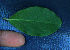  ( - BioBot02357)  @11 [ ] CreativeCommons - Attribution Non-Commercial Share-Alike (2010) Daniel H. Janzen Guanacaste Dry Forest Conservation Fund