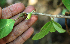  ( - BioBot02358)  @11 [ ] CreativeCommons - Attribution Non-Commercial Share-Alike (2010) Daniel H. Janzen Guanacaste Dry Forest Conservation Fund
