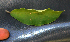  ( - BioBot02359)  @11 [ ] CreativeCommons - Attribution Non-Commercial Share-Alike (2010) Daniel H. Janzen Guanacaste Dry Forest Conservation Fund
