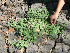  ( - BioBot02360)  @11 [ ] CreativeCommons - Attribution Non-Commercial Share-Alike (2010) Daniel H. Janzen Guanacaste Dry Forest Conservation Fund