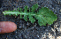  ( - BioBot02361)  @11 [ ] CreativeCommons - Attribution Non-Commercial Share-Alike (2010) Daniel H. Janzen Guanacaste Dry Forest Conservation Fund