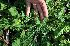  (Asteraceae Espinoza5746 - BioBot02362)  @13 [ ] CreativeCommons - Attribution Non-Commercial Share-Alike (2010) Daniel H. Janzen Guanacaste Dry Forest Conservation Fund