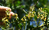  ( - BioBot02369)  @11 [ ] CreativeCommons - Attribution Non-Commercial Share-Alike (2010) Daniel H. Janzen Guanacaste Dry Forest Conservation Fund