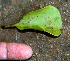  ( - BioBot02370)  @11 [ ] CreativeCommons - Attribution Non-Commercial Share-Alike (2010) Daniel H. Janzen Guanacaste Dry Forest Conservation Fund