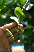  ( - BioBot02371)  @11 [ ] CreativeCommons - Attribution Non-Commercial Share-Alike (2010) Daniel H. Janzen Guanacaste Dry Forest Conservation Fund