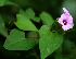  (Ipomoea Espinoza5749 - BioBot02375)  @11 [ ] CreativeCommons - Attribution Non-Commercial Share-Alike (2010) Daniel H. Janzen Guanacaste Dry Forest Conservation Fund