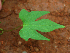  ( - BioBot02375)  @11 [ ] CreativeCommons - Attribution Non-Commercial Share-Alike (2010) Daniel H. Janzen Guanacaste Dry Forest Conservation Fund
