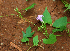 ( - BioBot02375)  @11 [ ] CreativeCommons - Attribution Non-Commercial Share-Alike (2010) Daniel H. Janzen Guanacaste Dry Forest Conservation Fund