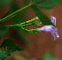  ( - BioBot02376)  @11 [ ] CreativeCommons - Attribution Non-Commercial Share-Alike (2010) Daniel H. Janzen Guanacaste Dry Forest Conservation Fund