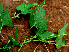  ( - BioBot02376)  @11 [ ] CreativeCommons - Attribution Non-Commercial Share-Alike (2010) Daniel H. Janzen Guanacaste Dry Forest Conservation Fund