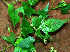  ( - BioBot02377)  @11 [ ] CreativeCommons - Attribution Non-Commercial Share-Alike (2010) Daniel H. Janzen Guanacaste Dry Forest Conservation Fund