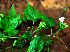  ( - BioBot02377)  @11 [ ] CreativeCommons - Attribution Non-Commercial Share-Alike (2010) Daniel H. Janzen Guanacaste Dry Forest Conservation Fund