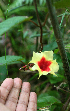  (Mandevilla - BioBot02378)  @11 [ ] CreativeCommons - Attribution Non-Commercial Share-Alike (2010) Daniel H. Janzen Guanacaste Dry Forest Conservation Fund