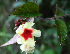  ( - BioBot02379)  @11 [ ] CreativeCommons - Attribution Non-Commercial Share-Alike (2010) Daniel H. Janzen Guanacaste Dry Forest Conservation Fund