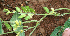  ( - BioBot02381)  @11 [ ] CreativeCommons - Attribution Non-Commercial Share-Alike (2010) Daniel H. Janzen Guanacaste Dry Forest Conservation Fund