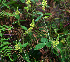  ( - BioBot02382)  @11 [ ] CreativeCommons - Attribution Non-Commercial Share-Alike (2010) Daniel H. Janzen Guanacaste Dry Forest Conservation Fund