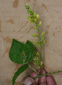  ( - BioBot02382)  @11 [ ] CreativeCommons - Attribution Non-Commercial Share-Alike (2010) Daniel H. Janzen Guanacaste Dry Forest Conservation Fund