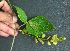  ( - BioBot02382)  @11 [ ] CreativeCommons - Attribution Non-Commercial Share-Alike (2010) Daniel H. Janzen Guanacaste Dry Forest Conservation Fund