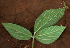  ( - BioBot02383)  @11 [ ] CreativeCommons - Attribution Non-Commercial Share-Alike (2010) Daniel H. Janzen Guanacaste Dry Forest Conservation Fund