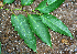  ( - BioBot02384)  @11 [ ] CreativeCommons - Attribution Non-Commercial Share-Alike (2010) Daniel H. Janzen Guanacaste Dry Forest Conservation Fund
