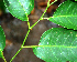  ( - BioBot02384)  @11 [ ] CreativeCommons - Attribution Non-Commercial Share-Alike (2010) Daniel H. Janzen Guanacaste Dry Forest Conservation Fund