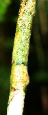  ( - BioBot02385)  @11 [ ] CreativeCommons - Attribution Non-Commercial Share-Alike (2010) Daniel H. Janzen Guanacaste Dry Forest Conservation Fund