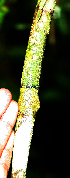  ( - BioBot02385)  @11 [ ] CreativeCommons - Attribution Non-Commercial Share-Alike (2010) Daniel H. Janzen Guanacaste Dry Forest Conservation Fund