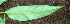  ( - BioBot02385)  @11 [ ] CreativeCommons - Attribution Non-Commercial Share-Alike (2010) Daniel H. Janzen Guanacaste Dry Forest Conservation Fund