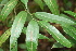  ( - BioBot02386)  @11 [ ] CreativeCommons - Attribution Non-Commercial Share-Alike (2010) Daniel H. Janzen Guanacaste Dry Forest Conservation Fund