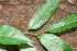  ( - BioBot02386)  @11 [ ] CreativeCommons - Attribution Non-Commercial Share-Alike (2010) Daniel H. Janzen Guanacaste Dry Forest Conservation Fund