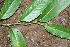  ( - BioBot02386)  @11 [ ] CreativeCommons - Attribution Non-Commercial Share-Alike (2010) Daniel H. Janzen Guanacaste Dry Forest Conservation Fund