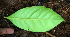  ( - BioBot02395)  @11 [ ] CreativeCommons - Attribution Non-Commercial Share-Alike (2010) Daniel H. Janzen Guanacaste Dry Forest Conservation Fund