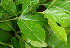  ( - BioBot02396)  @11 [ ] CreativeCommons - Attribution Non-Commercial Share-Alike (2010) Daniel H. Janzen Guanacaste Dry Forest Conservation Fund