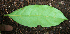  ( - BioBot02396)  @11 [ ] CreativeCommons - Attribution Non-Commercial Share-Alike (2010) Daniel H. Janzen Guanacaste Dry Forest Conservation Fund