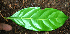  ( - BioBot02396)  @11 [ ] CreativeCommons - Attribution Non-Commercial Share-Alike (2010) Daniel H. Janzen Guanacaste Dry Forest Conservation Fund