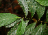  ( - BioBot02397)  @11 [ ] CreativeCommons - Attribution Non-Commercial Share-Alike (2010) Daniel H. Janzen Guanacaste Dry Forest Conservation Fund