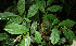 ( - BioBot02397)  @11 [ ] CreativeCommons - Attribution Non-Commercial Share-Alike (2010) Daniel H. Janzen Guanacaste Dry Forest Conservation Fund