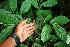  ( - BioBot02397)  @11 [ ] CreativeCommons - Attribution Non-Commercial Share-Alike (2010) Daniel H. Janzen Guanacaste Dry Forest Conservation Fund