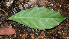  ( - BioBot02397)  @11 [ ] CreativeCommons - Attribution Non-Commercial Share-Alike (2010) Daniel H. Janzen Guanacaste Dry Forest Conservation Fund