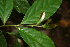  ( - BioBot02397)  @11 [ ] CreativeCommons - Attribution Non-Commercial Share-Alike (2010) Daniel H. Janzen Guanacaste Dry Forest Conservation Fund