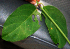  ( - BioBot02399)  @11 [ ] CreativeCommons - Attribution Non-Commercial Share-Alike (2010) Daniel H. Janzen Guanacaste Dry Forest Conservation Fund