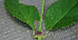  ( - BioBot02399)  @11 [ ] CreativeCommons - Attribution Non-Commercial Share-Alike (2010) Daniel H. Janzen Guanacaste Dry Forest Conservation Fund