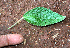  (Acalypha arvensis - BioBot02407)  @11 [ ] CreativeCommons - Attribution Non-Commercial Share-Alike (2010) Daniel H. Janzen Guanacaste Dry Forest Conservation Fund