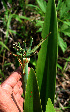  ( - BioBot02417)  @11 [ ] CreativeCommons - Attribution Non-Commercial Share-Alike (2010) Daniel H. Janzen Guanacaste Dry Forest Conservation Fund
