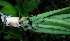  ( - BioBot02417)  @11 [ ] CreativeCommons - Attribution Non-Commercial Share-Alike (2010) Daniel H. Janzen Guanacaste Dry Forest Conservation Fund