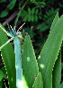  ( - BioBot02417)  @11 [ ] CreativeCommons - Attribution Non-Commercial Share-Alike (2010) Daniel H. Janzen Guanacaste Dry Forest Conservation Fund