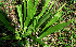  ( - BioBot02418)  @11 [ ] CreativeCommons - Attribution Non-Commercial Share-Alike (2010) Daniel H. Janzen Guanacaste Dry Forest Conservation Fund