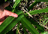  ( - BioBot02418)  @11 [ ] CreativeCommons - Attribution Non-Commercial Share-Alike (2010) Daniel H. Janzen Guanacaste Dry Forest Conservation Fund
