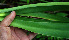  ( - BioBot02418)  @11 [ ] CreativeCommons - Attribution Non-Commercial Share-Alike (2010) Daniel H. Janzen Guanacaste Dry Forest Conservation Fund